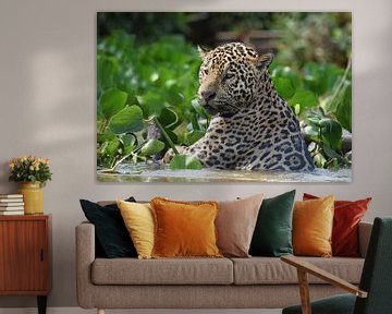Wildlife: Jaguar op jacht in de Pantanal, Brazilië van Rini Kools