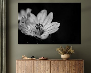 small wild flower with pestle black and white by Frank Ketelaar