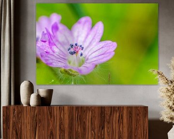 small wild flower with pestle by Frank Ketelaar