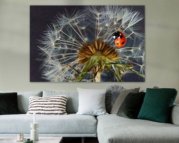 Ladybird and dandelion by Marcel Ohlenforst