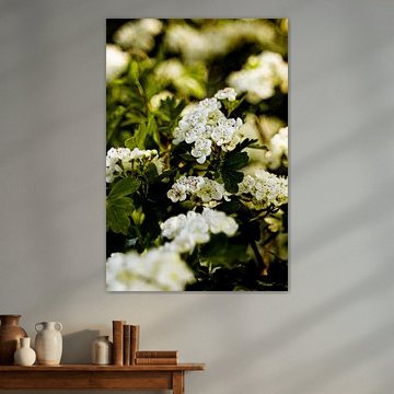 Weißblühender Baum in Blüte 2