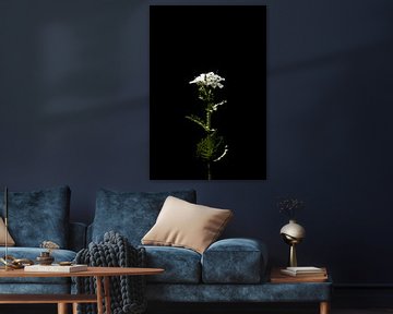 De witte bloem in de natuur zwarte achtergrond van Dieuwertje Van der Stoep