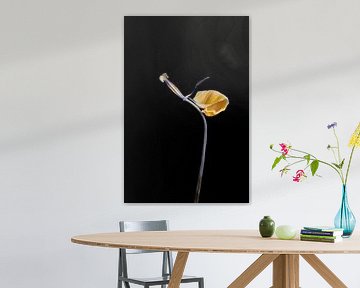 het laatste blad van Ribbi