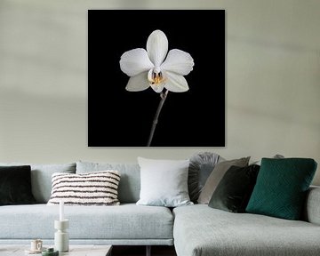 Witte orchidee van Ribbi