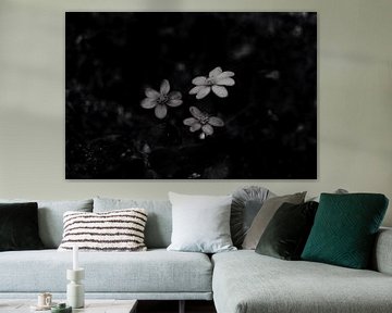 Fleurs