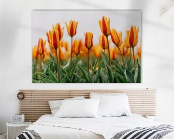 Tulipes sur Myrthe Vlasveld