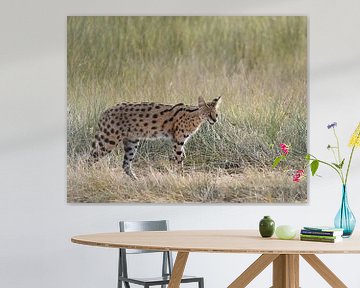 Op safari in Afrika:  Serval aan het jagen in de Ngorongoro krater, Tanzania van Rini Kools