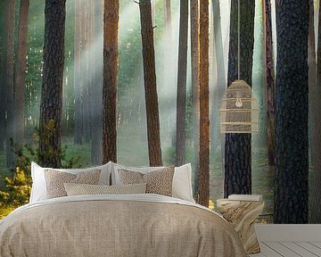 Forest in the Harz Mountains by Martin Wasilewski