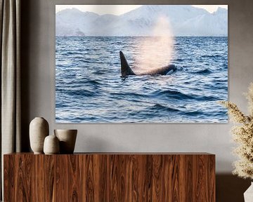 Orca sur Merijn Loch