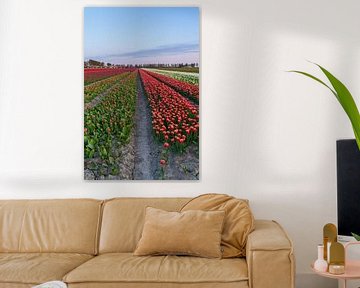 Dutch tulip field by Captured By Manon