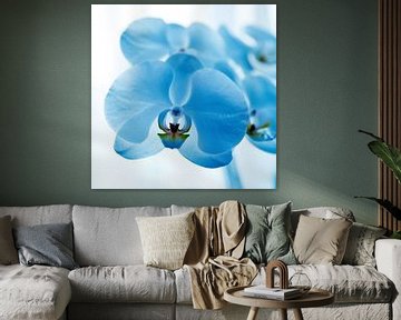 blue orchid by Mariska Hofman