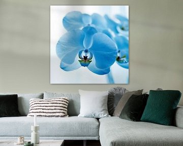 blauwe orchidee von Mariska Hofman