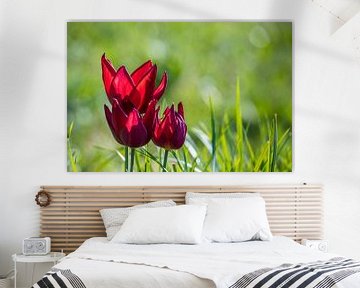 Tulpen in het gras 1 van Stefan Wapstra