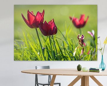 Tulips in the grass 2 by Stefan Wapstra