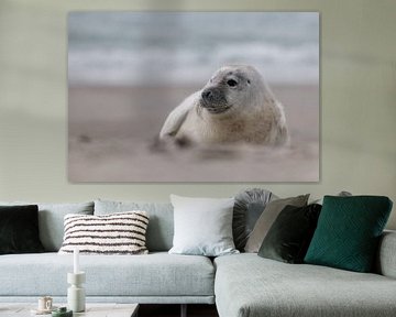 Seals pup by Marleen Baas