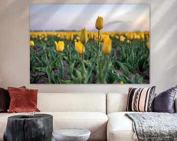 Tulipes sur Johan Mooibroek