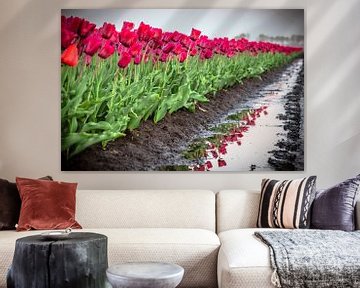 Tulips by Johan Mooibroek