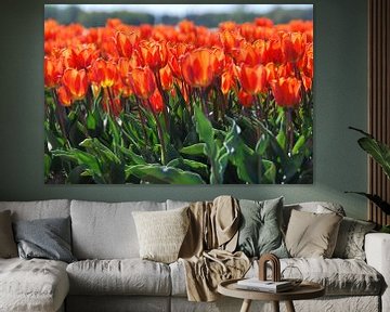 Orangefarbene Tulpen im Feld von Homemade Photos