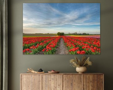 Tulpenveld in het Rijndistrict Neuss van Michael Valjak