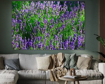 Lavendel van Thomas Jäger