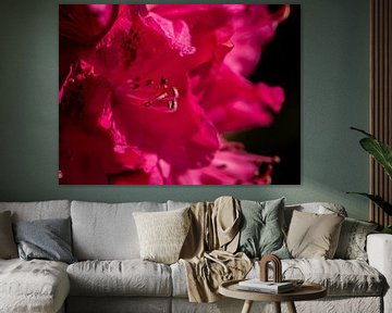 Rhododendron by Ingrid Aanen