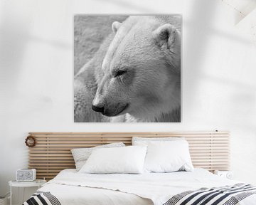 Wildlife:  IJsbeer in zwart/wit van Rini Kools