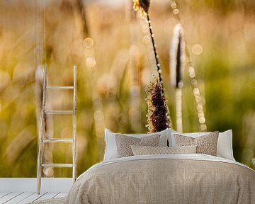 Gras tijdens het gouden uurtje van Nynke Altenburg