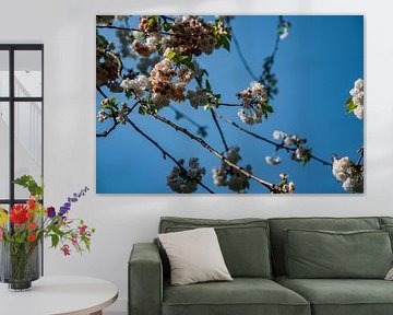 Spring Blossom