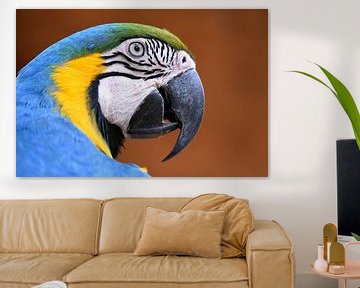 Papegaaien en ara's: Blauwgele ara, Iguazu, Brazilië van RKoolspics