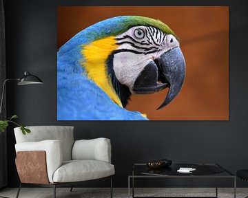 Papegaaien en ara's: Blauwgele ara, Iguazu, Brazilië van Rini Kools