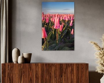 Rosa Tulpe Neper