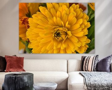 Macrofotografie van een gele goudsbloem in de bloei van Jolanda de Jong-Jansen