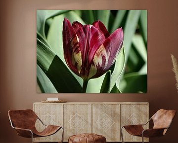 Spring Flowers Collection