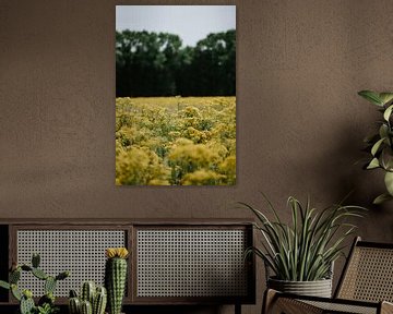 Ein Feld mit gelben Blumen