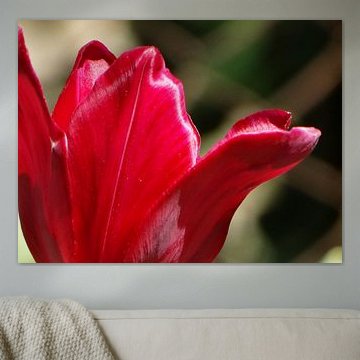 Collection de fleurs de printemps