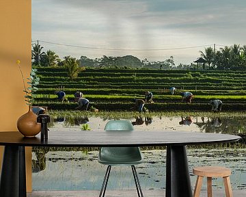 New rice by Ellis Peeters