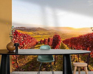 Vineyards in Stuttgart by Werner Dieterich