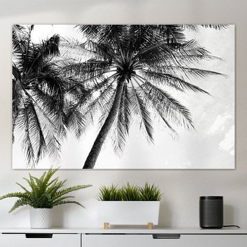 Sfeervolle foto van palmbomen zwart wit