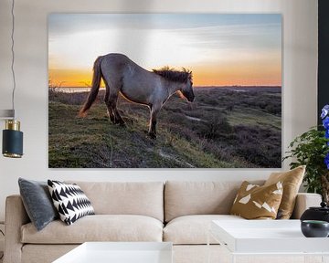 Konikpaard tijdens de zonsopkomst van Marcel Klootwijk