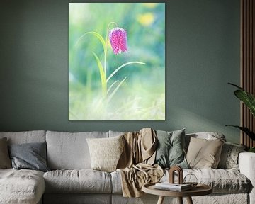 Wild lapwing flower in backlight