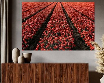 Tulips by Jisca Kuijpers