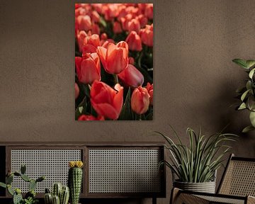 Tulpen van Jisca Kuijpers