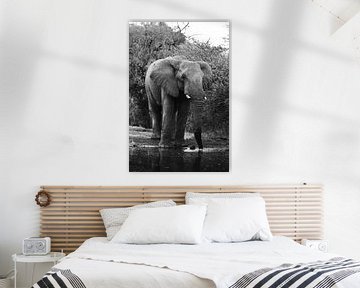 Olifant Aan De Waterkant