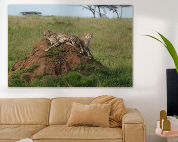 Cheetah's in Serengeti national park Tanzania van Paul van Slobbe