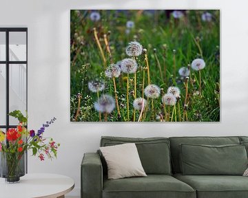 Blowball meadow