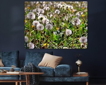 Blowball meadow 2