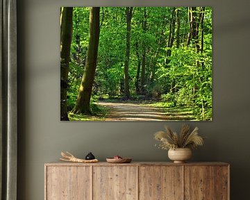 Forest path