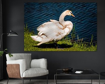 white swan by Frank Ketelaar