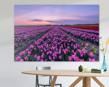 De magie van de Tulpenvelden van Carla Matthee