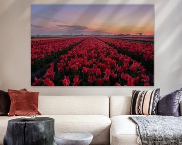 Bulb field at sunrise by Carla Matthee